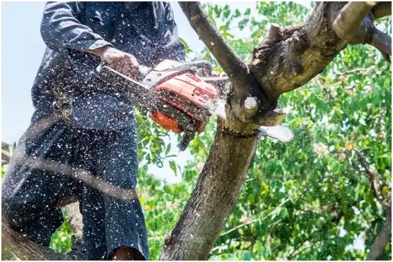 tree services Mount Pleasant